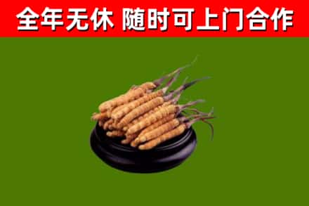 班戈县回收冬虫夏草