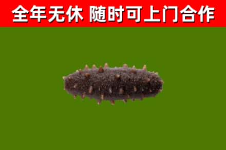 班戈县回收海参干